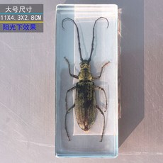 사슴벌레 장식 표본 관찰 곤충 과학 액자 교육용 박제, 독립적 인, 큰 롱혼 딱정벌레