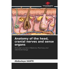 (英文圖書)Anatomy of the head cranial nerves and sense organs 平裝版, Our Knowledge Publishing, English, Paperback