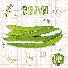 (영문도서) Bean Paperback, Booklife, English, 9781839271564