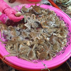 당일조업 서해안 활 쭈꾸미 국내산 생물, 1개, 활 쭈꾸미 1kg