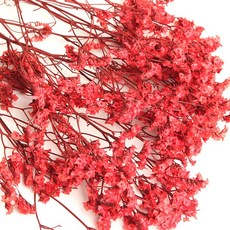 화연양화 프리저브드플라워 시네신스 시넨시스 8색 시들지않는생화, 05 루비레드