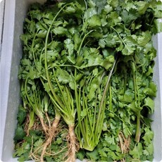 양주농부 클로렐라 고수 나물 향채소 고수풀, 300g, 300g, 1개