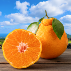 [시즌마지막초특가] 24시간한정할인 벌꿀초고당도 제주 한라봉, 1박스, 3kg