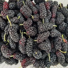 [도토리샵]국내산 고창 과상2호 특품 오디 슈퍼푸드 냉동 생과 새콤달콤 항산화 눈건강 면역력, 1개, 과상2호 오디 특품 1kg