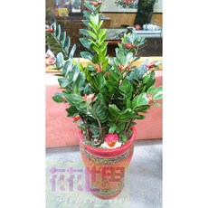 花花世界 金錢樹 瓦盆 1尺盆 - 適合開幕送禮室內植物，高120-130cm (無法超取), 1個