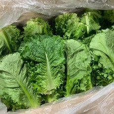 기타 국내산 로메인 청상추 500g, 1박스