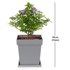 브룬펠시아 자스민 50cm 향기 공기정화 화분 집들이 개업식 선물 다년생 식물 인테리어