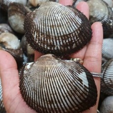 영양만점 피꼬막2kg 피조개, 피꼬막2kg(2인 횟감찜구이), 1개