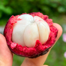 태국산 고당도 망고스틴 항공직송, 1세트, 1kg