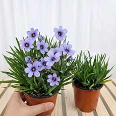 아비가든 청매화붓꽃 (식물+받침)노지월동 봄꽃 야생화 꽃군락 독일붓꽃 붓꽃 저먼아이리스 화단용 정원식물 (3월~7월 개화), 4개, 청색