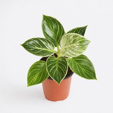 무늬콩고나무(필로덴드론 버킨) 실내공기정화식물 인테리어화분, 1개, 단일