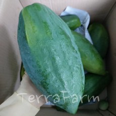 그린 papaya 파파야 쏨땀용 1개 500G내외 샐러드 테라팜