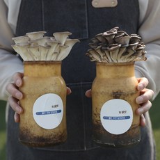 청촌생활 버섯 키우기 재배 키트 고기느타리버섯 X 2세트, 2개