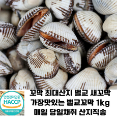 벌교 새꼬막 1kg/ 매일 당일채취 산지직송 . 대한민국에서 가장맛있는 벌교꼬막, 1개, 1kg(상)