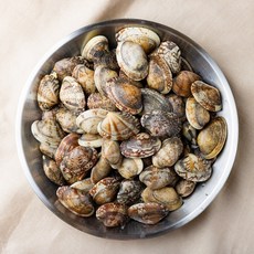 남해안 문어바지락 1kg 2kg 3kg 5kg 당일발송, 1개, 활바지락1kg