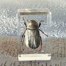 바다생물 표본세트 교육용 자연 피규어세트 세트 관찰 동물 장난감 장식, 4. 플래티넘 4.5X3X1.8cm