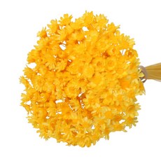 로맨틱노벰버 프리저브드 스타플라워, 옐로우 150송이