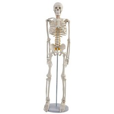 해골 모형 골격 해부학 전신 뼈 인체 모델 신경, A 혈관 심장