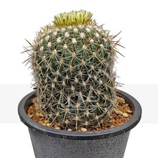 꽃사랑식물나라 태백환(중품) 구형 강한가시 노란꽃 원통형 선인장 식물키우기