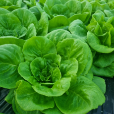 [팔도강산]프리미엄 유러피안 샐러드 믹스 신선채소 샐러드야채, 1개, 1kg