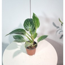 서비내 필로덴드론 콩고 '버킨' Philodendron 'Birkin' 반려식물 인테리어 소품, 1개, .