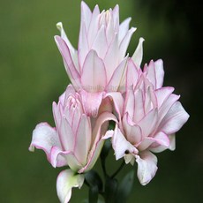 로즈릴리 백합 아누스카(16-18)2구근 -1세트 오리엔탈(향있음), 1개