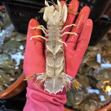 당일조업 국내산 갯가재 털치 딱새 생물, 1박스, 갯가재 1kg (20미 내외)