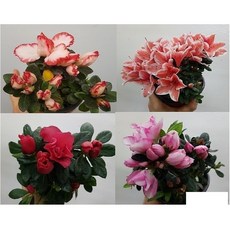 철쭉 4종 세트 ( 네오폴드 금황 밋션 핑크스타 4종 ) 봄철 히트상품 ~