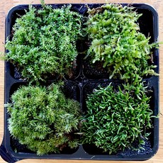 이끼4종세트(작은깃털이끼 비단이끼 양지이끼 초롱이끼) 테라리움 DIY 만들기 재료, 1개