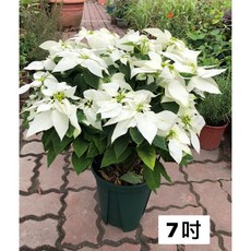 霏霏園藝 聖誕紅盆栽, 1個