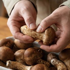 국내산 참송이버섯 500g 1kg 실속형 고급형 가정용 선물용, 1개, 국산참송이 1kg(고급형)