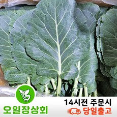 오일장 상회 30한정 행사 국내산 쌈 채소 케일 2KG 4KG 내외, 1개