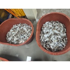 선주직송 손질 갑오징어, 1개, 급냉 중 갑오징어 2kg (10-16미)