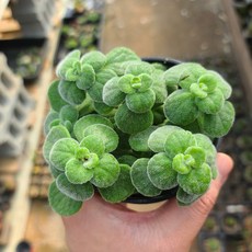 허브 식물 모음 식용 로즈마리 장비허브 민트, 선택: 09. 장미허브