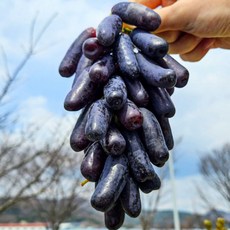 고당도 씨없는 블랙사파이어 포도 [호텔납품], 1세트, 1kg