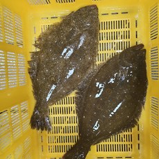 국내산 광어회 원물 1.5kg내외 생선회 손질후 480g 동부회센타, 1개, 광어 필렛 원물1.5kg내외 +초장세트