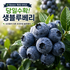 당일수확 국산 생블루베리 18mm 특대과 프리미엄 냉장 블루베리, 1세트, [대용량] 18mm 6팩