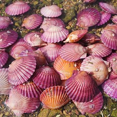 [산지직송] 국내산 남해안 햇 홍가리비 1kg 2kg / 조개구이 / 캠핑, 1개