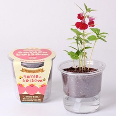 아트박스/꿈쟁이 저면관수 식물키우기-살랑살랑 봉선화, 1개