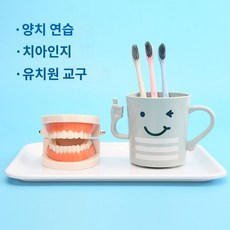 치과 치아 모형 교육 모델 브라켓 구강 덴티폼, 어린이 칫솔질 교육 키트