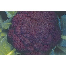 野菜部屋 紫色花椰菜種子 E29 濃紫色 約50粒, 1包