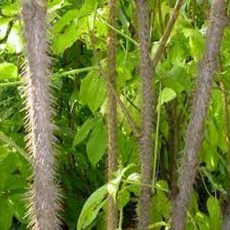 가시오가피나무 묘목 1년생 1주 오가피나무