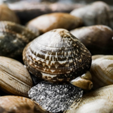 [당일조업발송] 100%남해안 국산 바지락 생물, 1개, 1kg