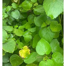 麝香木純露 在地小農無毒栽培蒸餾, 1個, 500ml