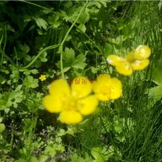 미나리아재비 10포기, 10개