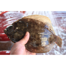 닉대디마트 생물도다리 봄도다리 쑥국 밀키트 당일조업, 1세트, 800g