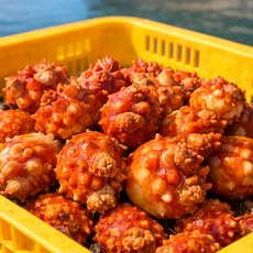 통영 멍게 산지직송 손질 깐멍게 통멍게, 1개, 통멍게 3kg (39-45개 내외)