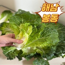 국내산 제철 해남 아삭 봄동, 1박스, 2kg