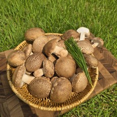 [소비자선호] 국내산 가정용 송화버섯의 향기로운 맛, 1박스, 송화버섯 가정용 500g