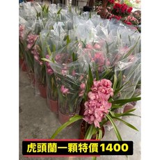 霏霏園藝 虎頭蘭 7-8吋盆 過年盆栽 適用送禮, 1個, 粉色一棵特價1200元7-8吋